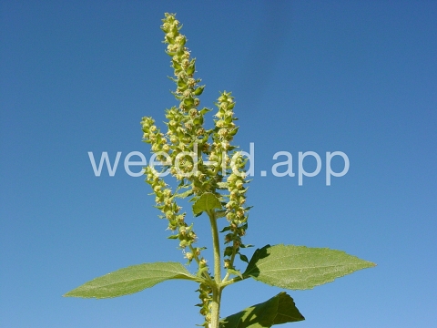 marshelder, annual